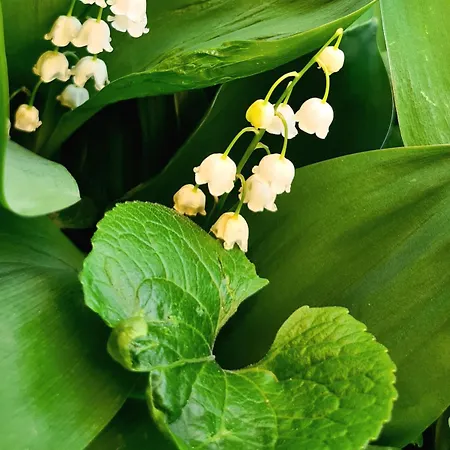 The Modern Antique Lägenhet *