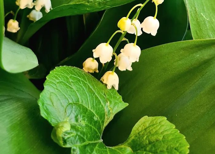 The Modern Antique 아파트 *