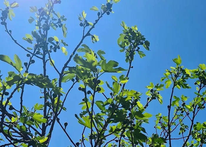 The Modern Antique 페치